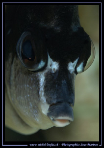 "Hummmmmm.... who's behind the camera... ????" - beautifu... by Michel Lonfat 